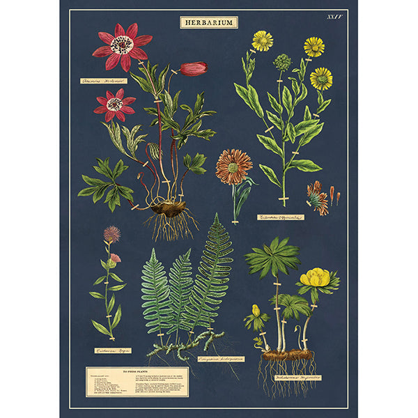 Cavallini Poster Herbarium