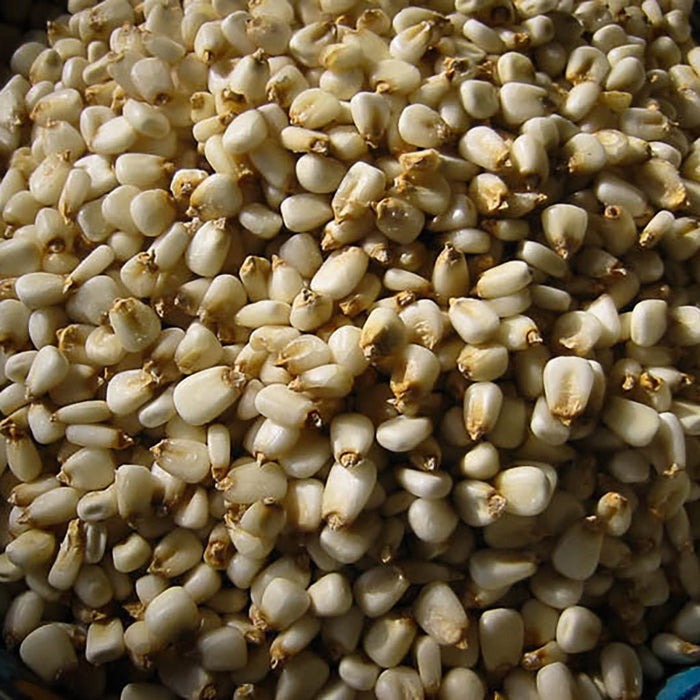 Close-up of a pile of small white corn posole