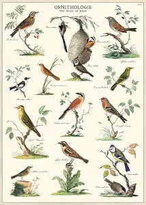 Cavallini Poster Ornithologie