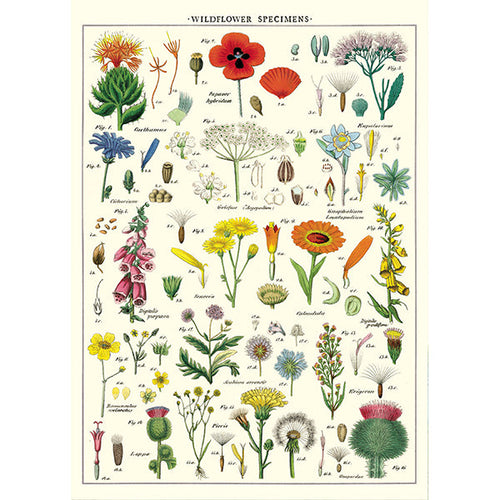 Cavallini Poster Wildflowers