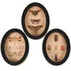 Insect Study Hanging Decor Set #1694
