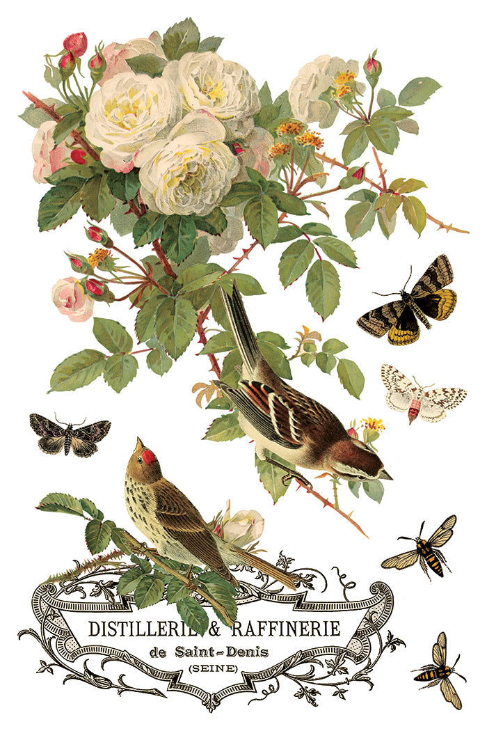 IOD Decor Transfer By Any Other Name 8"x12" 8-Pages Pad by Iron Orchid Designs