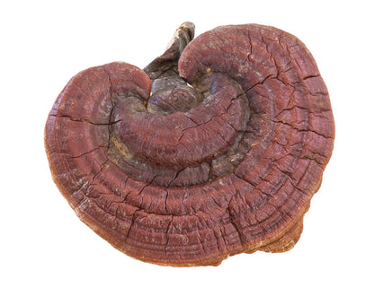 Reishi Mushroom Vegan Capsules - Soothe (500mg)