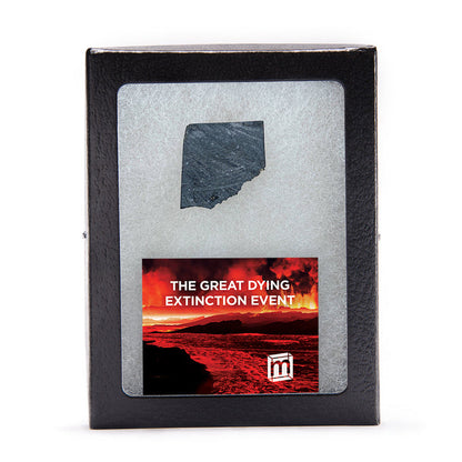 The Great Dying Extinction Event - Siberian Traps Slab
